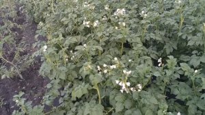 Выкопала ранний картофель Импала.