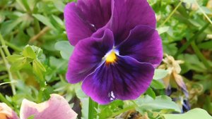 03=05=2025 ник     (41)  ЦВЕТ .