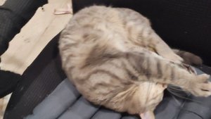 деревенский кот счастлив жить в деревне