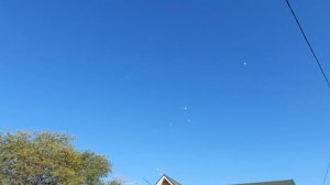 12.09.25 г. Андижанская порода голубей (2)