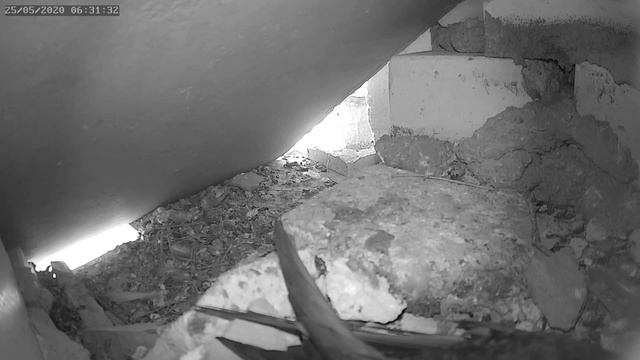 Стриж 1 атакует гнездо голубей 25.05.2020 г. - A swift 1 attack on a nest of pigeons 25.05.2020. смотреть онлайн