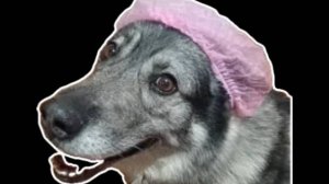 Как такого ребенка волчонка не сводить погулять)