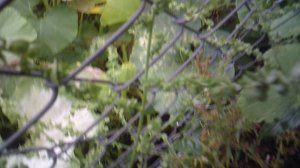 Срезка очередной тыквы "Богатырская сила"