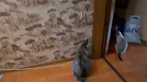 VID_20250912_182910.mp4