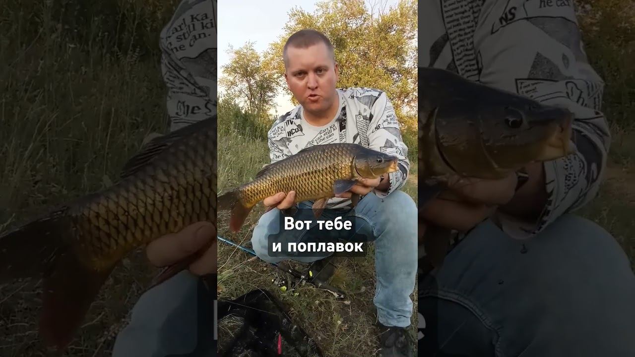 Сазан на поплавочную удочку #рыбалка #поплавок #сазан смотреть онлайн