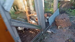 Лиса приходила и забрала свои запасы, цыплят, которых закопала.