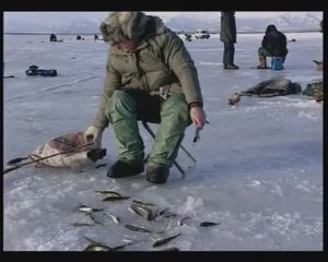Какими максимальных размеров достигают представители рода Hаваги (Navagas) — Eleginus Fischer, 1813?