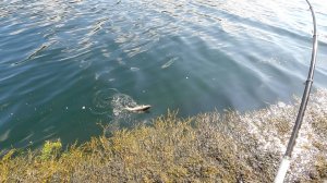 ХОТЕЛ ДОМОЙ, А ТАМ ТАКОЕ! Рыбалка в Норвегии