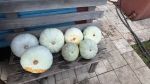 Урожай тыквы, первые итоги, 13.09.25 года.