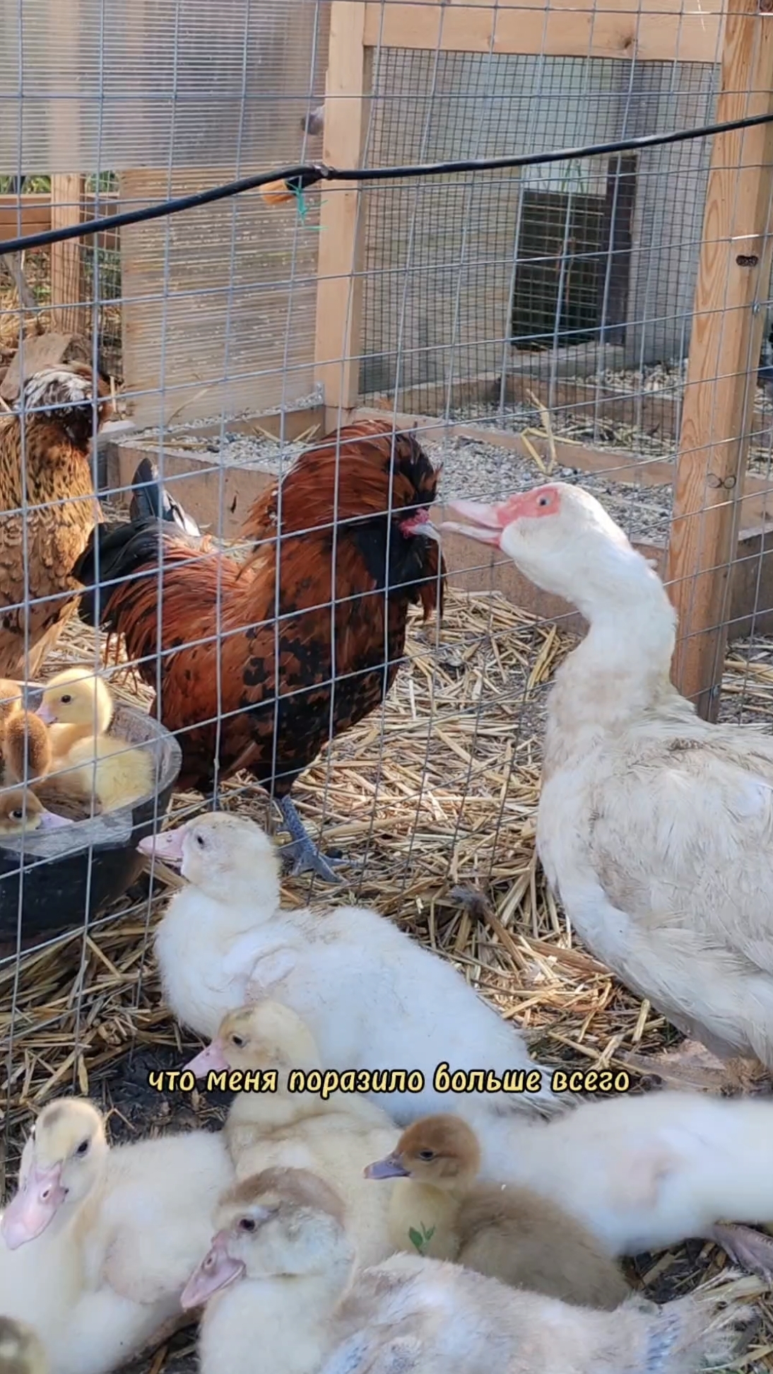 Петух проявляет агрессию к утке, но при этом не трогает утят. Почему так происходит?Как думаете? 👇 смотреть онлайн