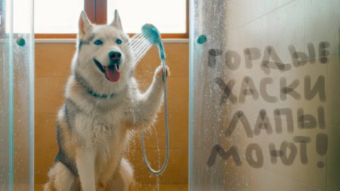 ГОРДЫЕ ХАСКИ ЛАПЫ МОЮТ!! Хаски Бандит Говорящая собака