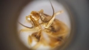 Хитиновая оболочка таракана (панцирь) под увеличением 60Х