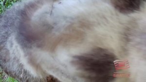 В Братском районе зафиксированы случаи нападения медведей на домашний скот