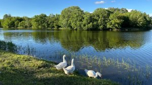 Релакс музыка с журчанием воды и птицами| Медитация и успокоение