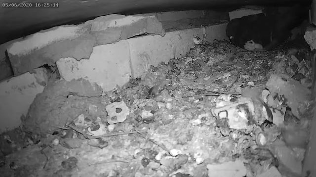 Птенец голубя резвится - Baby pigeon frolics смотреть онлайн