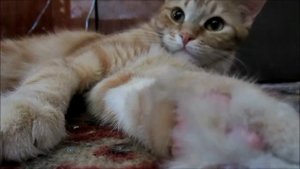 12-2018 КОШАЧИЙ ВЛОГ_ СУРОВЫЕ АЛИСКИНЫ БУДНИ _ Elena Pero