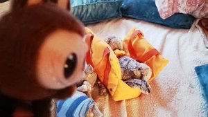 басики танцуют и лабубу