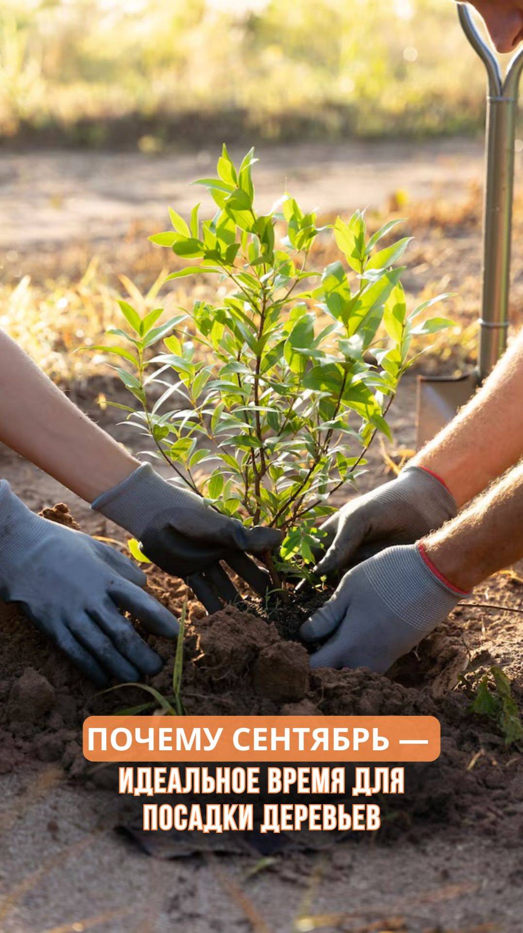 Почему сентябрь - лучшее время для посадки деревьев? смотреть онлайн