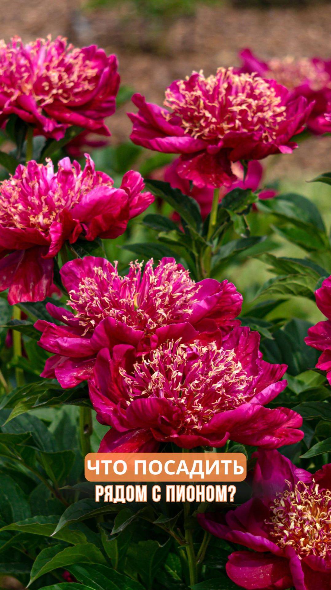 Что посадить рядом с пионом? смотреть онлайн