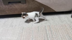 Котята для объявления