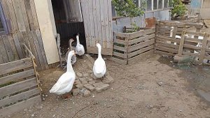 12 сентября, гуси, куры