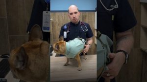 Как пережить жару брахицефалам