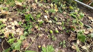 Огурцы убраны 13 сентября