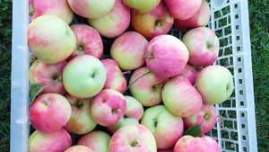 Как срывать яблоки при легком и тяжелом съёме