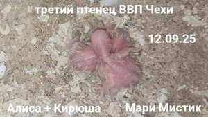 УРА!!! Третий птенец от Алисы и Кирюши ВЫЛУПИЛСЯ 12.09.25 #попугаи_ВВП_Чехи