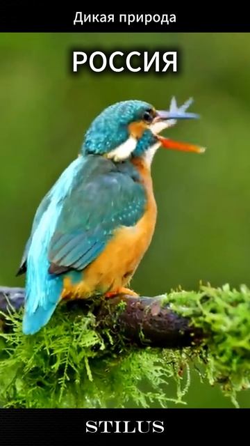 Россия. Дикая природа.# Russia. Wild nature. смотреть онлайн