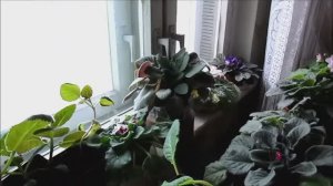 20-2018 АЛИСКА, Крашу волосы, МЯСНОЙ РУЛЕТ _ Elena Pero