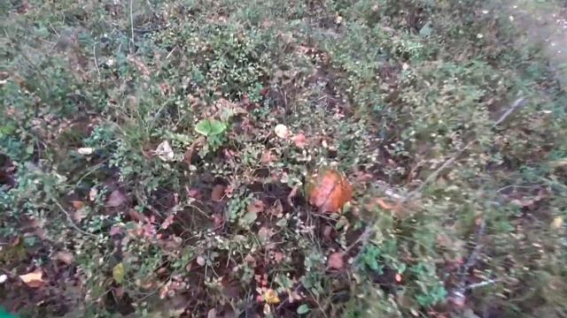 Грузди есть 2021год смотреть онлайн