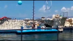 Дельфинарий Большой Утриш