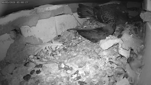 Стриж атакует гнездо голубей 30.05.2020 г. - A swift attack on a nest of pigeons 30.05.2020. смотреть онлайн