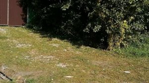 12.09.2025.Усадьба Парк Кино Ляхово. Парк Сибирских Кошек. Домодедово. Планы.Обзор проводимых работ