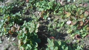 Как посадить клубнику,чтобы собирать большой урожай крупных,сладких ягод.