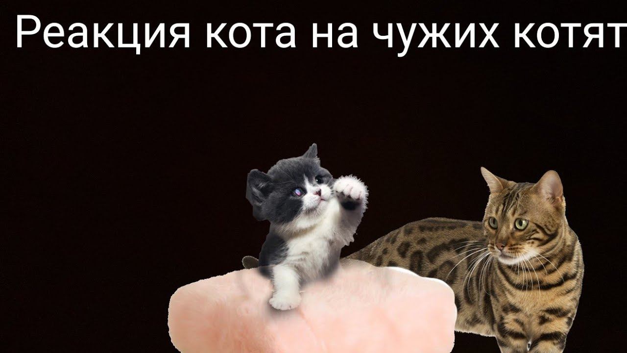 Что будет если коту показать котят