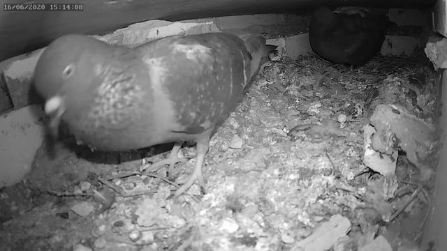 Голуби пинают яйцо 1 - Pigeons kick an egg 1 смотреть онлайн