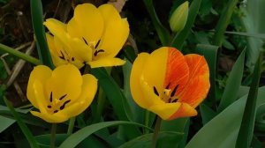 01=04=2025  ник   (113)   ЦЦ