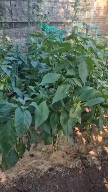 7 сентября 2025 г. смотреть онлайн