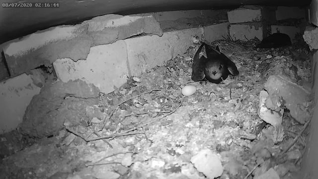 Стриж споткнулся с яйцом во рту - Swift stumbled with an egg in his mouth смотреть онлайн