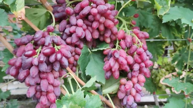 Розовый Закат красавец!!!🍇🍇🍇 Telegram, WhatsApp и Vlber +79528500417. Тел.+79054033245.