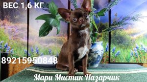 Чихуахуа подрощенные щенки #купить_чихуахуа_продам_щенка 89215950848