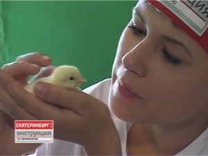 Как выращивать куриц?