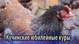 Кучинские юбилейные куры особенности содержания и ухода