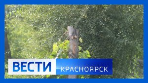 Вести. Красноярск от 19.08.2025