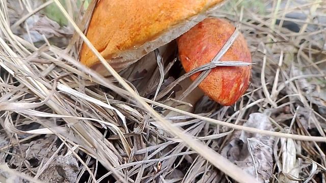 🎣 Поехали на рыбалку, а попали на тихую охоту – грибов набрали на сковородку! 😂🍄