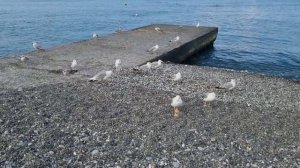 Николай Засидкевич - "Океан"/ Инструментальная (аккордеон)