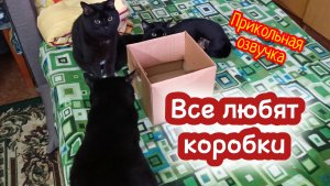 Кошки с озвучкой.