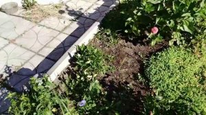 42-2018 Про РЕЛИГИЮ _ КРАСОТА на даче _ЕленаПеро